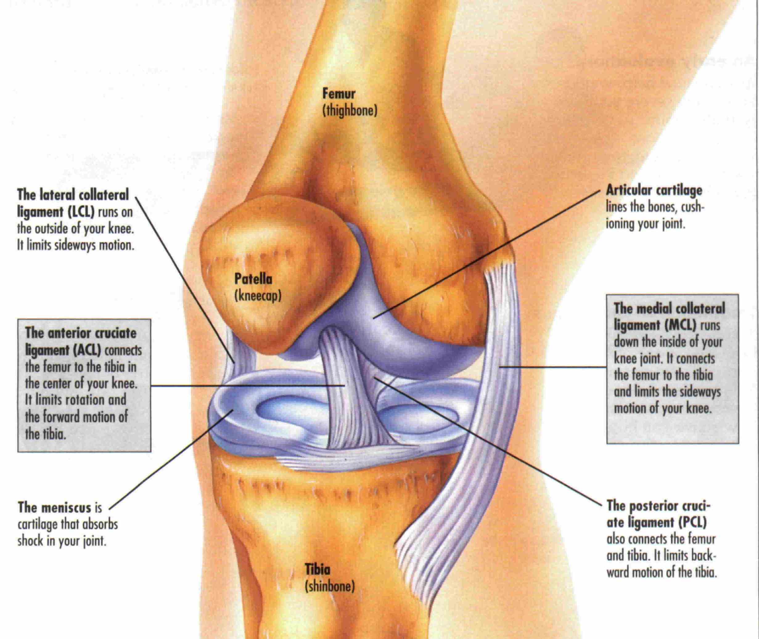 Anatomy Of Knee Ligaments
