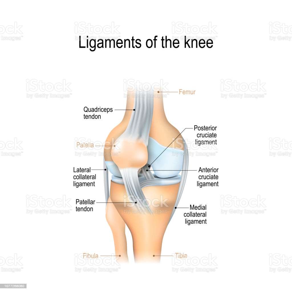 Ligaments Of The Knee Stock Illustration